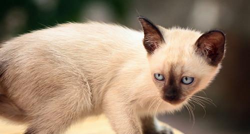 猫咪存活的季节是什么（寻找最适合宠物猫咪存活的季节）
