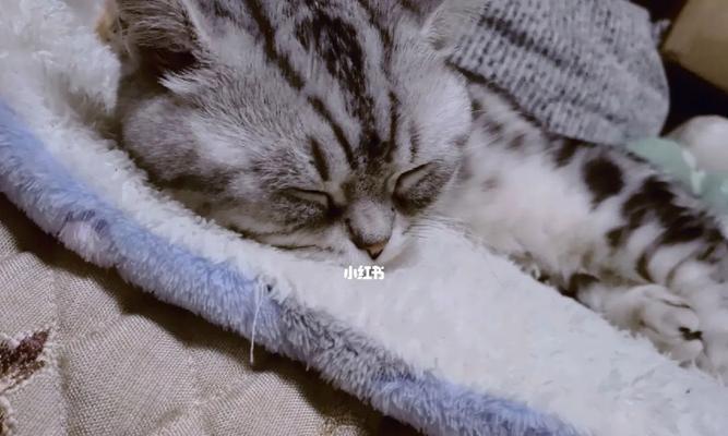 小猫睡觉为什么会抽搐（探讨宠物睡眠中的抽搐现象）