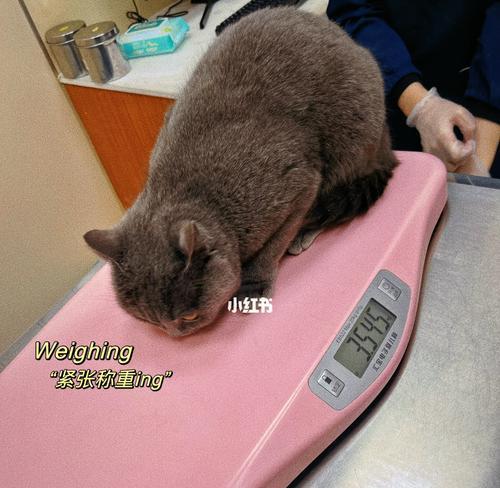 宠物猫体检，应对小猫体检应激（以小猫体检为例）