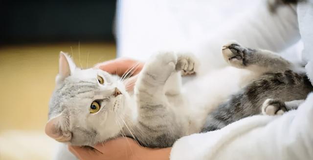 宠物小猫咳嗽的原因及治疗方法（探究小猫咳嗽的症状及如何帮助它恢复健康）
