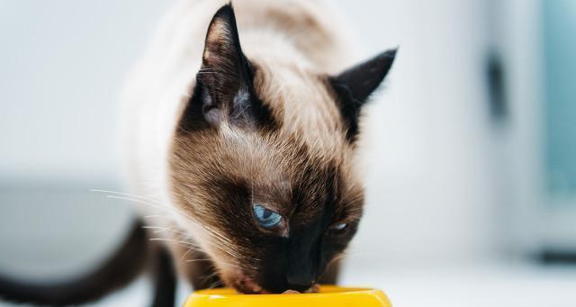 小猫吐毛球后又吐黄水的原因与处理方法（宠物护理知识全面解析）