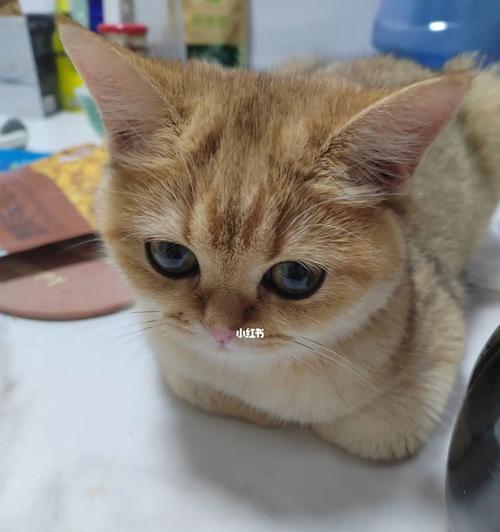 小猫吐毛球后又吐黄水的原因与处理方法（宠物护理知识全面解析）