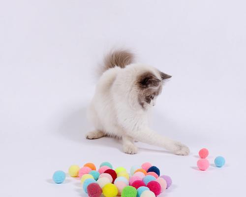 可爱的小猫咪的玩具种类及选择指南（可爱的小猫咪的玩具种类及选择指南）