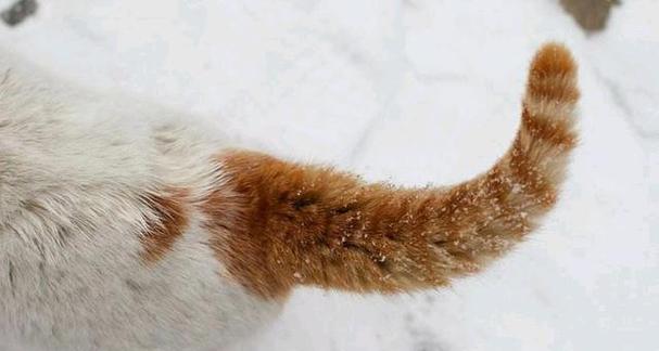 探索小猫的天性，体验玩尾巴的快乐（探索小猫的天性）