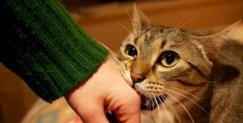 小猫舔手指的原因及意义（探究小猫舔手指的行为背后的心理和生理原因）