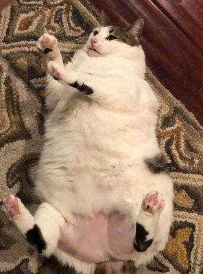 揭秘宠物小猫蹭屁股的原因（猫咪为何总是蹭着屁股走）