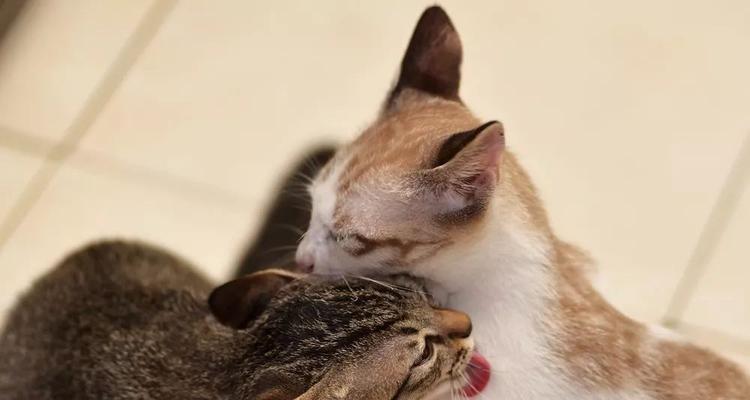 小猫为什么会互相舔肚子（探究宠物猫咪互相舔肚子的行为背后原因）