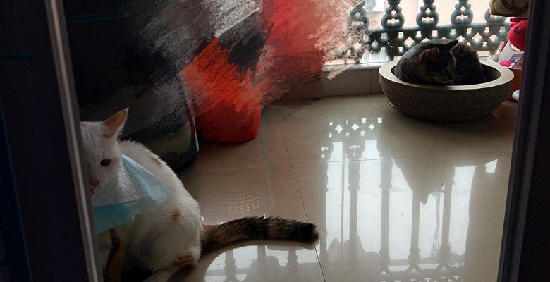 探究小猫钻床底的原因与解决方法（探究小猫钻床底的原因与解决方法）