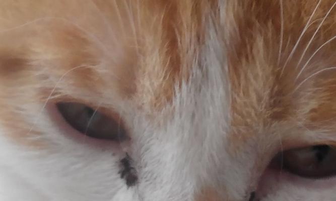 小猫眼球上有脓，这是怎么回事（宠物主人必知！如何诊断和治疗小猫眼球感染）