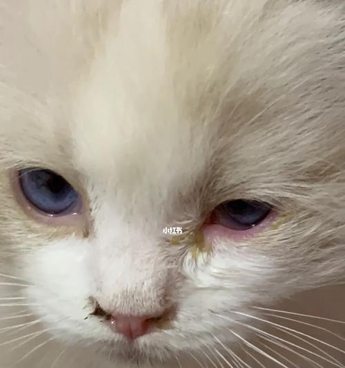 小猫眼球上有脓，这是怎么回事（宠物主人必知！如何诊断和治疗小猫眼球感染）