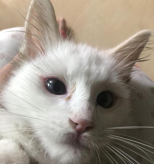 小猫眼球上有脓，这是怎么回事（宠物主人必知！如何诊断和治疗小猫眼球感染）