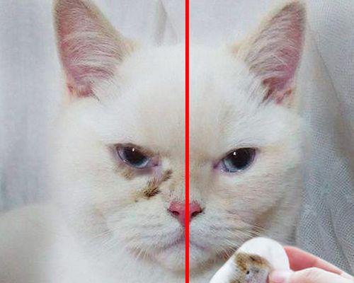 小猫为什么一直有眼屎（揭秘宠物小猫眼屎的原因及治疗方法）