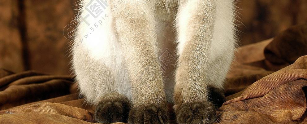 小猫尾巴断了，这样会对宠物造成什么影响（探究小猫尾巴断裂对健康的影响以及应对措施）