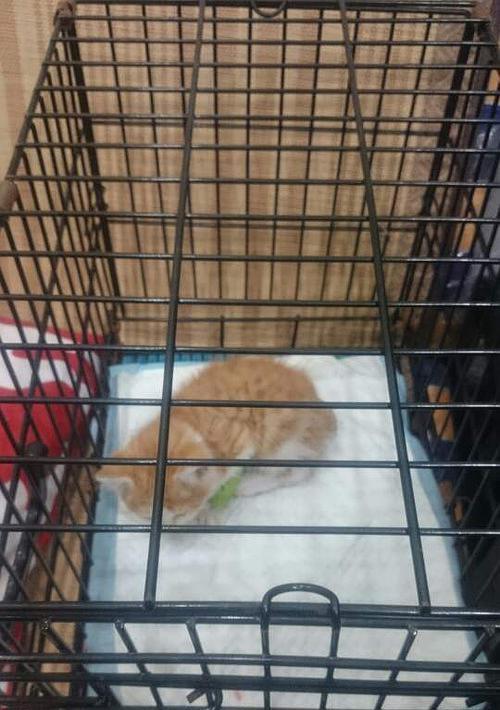 小猫尾巴断了，这样会对宠物造成什么影响（探究小猫尾巴断裂对健康的影响以及应对措施）