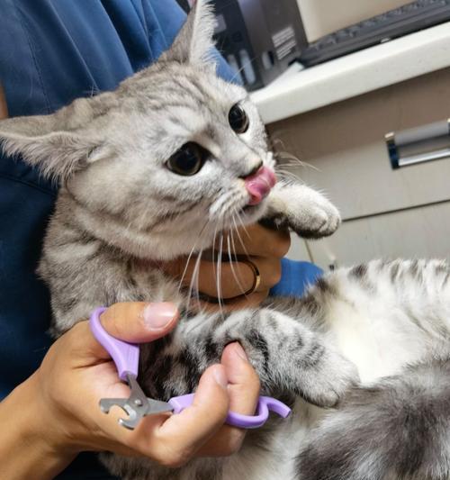 小猫误食骨头的应对方法（宠物健康保障及急救知识）