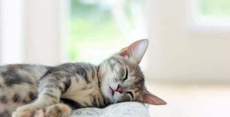 探究小猫的睡眠习惯（探究小猫的睡眠习惯）