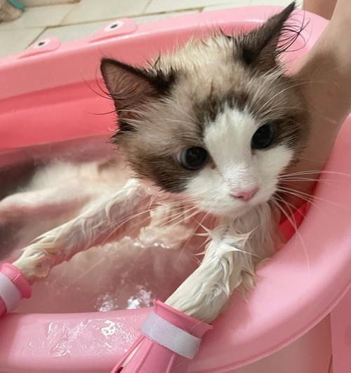 宠物洗澡的正确方法（小猫洗澡没吹干会死吗）