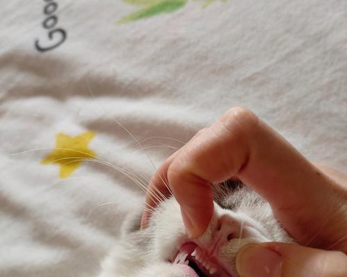 宠物猫的换牙期（小猫的换牙期）