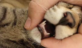 宠物猫的换牙期（小猫的换牙期）