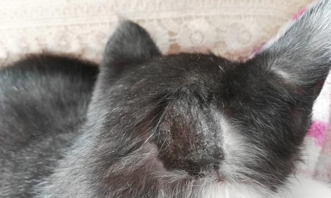 小猫眼角毛秃原因及解决方法（宠物的眼部健康需求与养护）