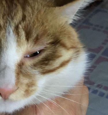 小猫眼睛发炎怎么办（宠物眼睛健康从小抓起）