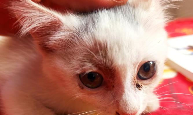 小猫眼睛上的毛稀，需要注意的宠物养护知识（保护小猫眼睛）