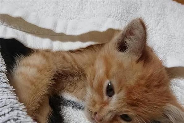 当宠物猫要拉了，主人应该如何应对（养猫必备）