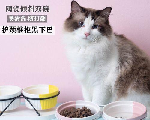 宠物小猫的饮食需求（掌握小猫的猫粮摄入量）