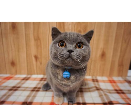 小猫的呼吸频率究竟有多快（探究宠物猫每分钟呼吸次数及其影响因素）