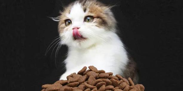 如何解决宠物小猫营养不良问题（全面分析小猫的饮食和健康状况）