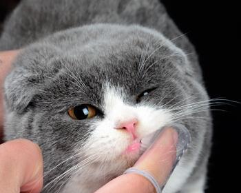 宠物口臭怎么办（小猫口臭的原因和解决方法）