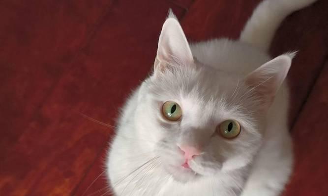 小猫为什么总是抖手（探究宠物健康问题）