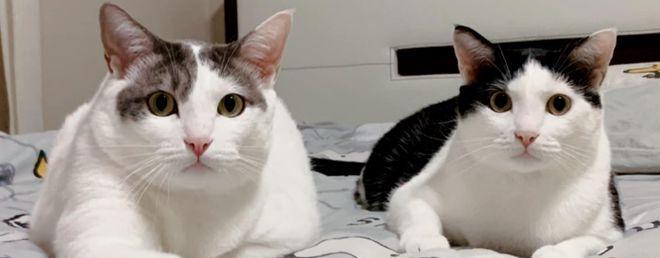 小猫为什么总是抖手（探究宠物健康问题）