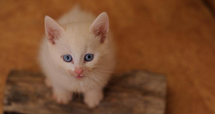 新来的小猫不怕人了，它适应了新家庭的生活（宠物故事）