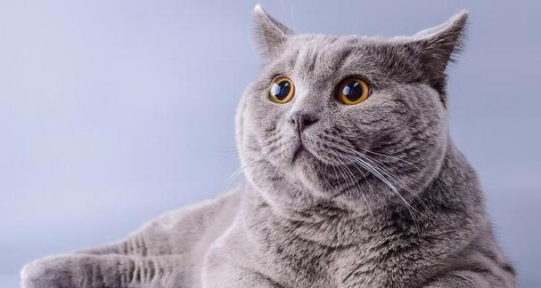 猫咪的孤独问题（宠物猫咪的心理需求和处理方法）