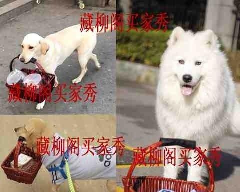 如何训练一岁狗不再咬衣服？