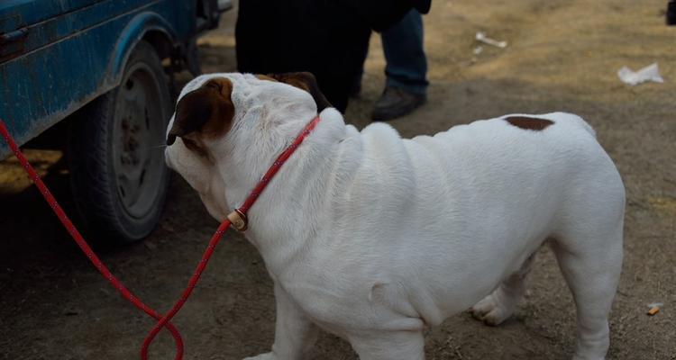 给英国斗牛犬断尾巴的注意事项（以宠物为主）