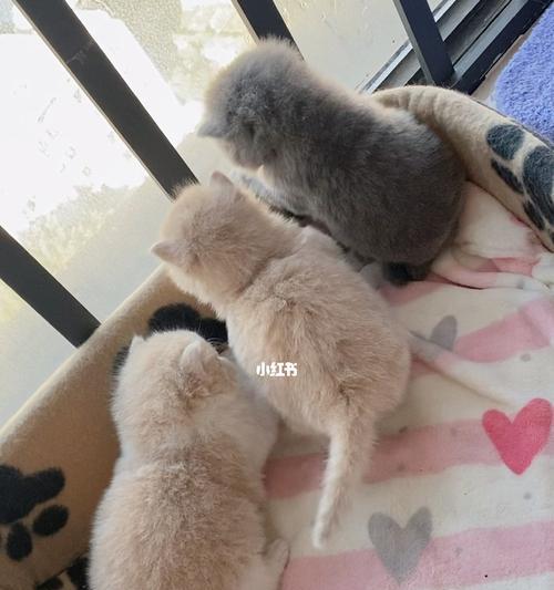 幼猫喝奶不拉屎的应对方法（宠物主人必读）