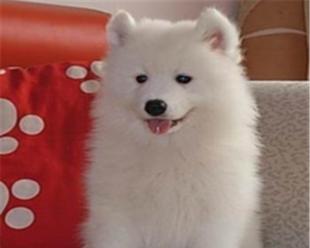 萨摩耶幼犬咬人如何解决（教你有效应对萨摩耶幼犬的咬人问题）