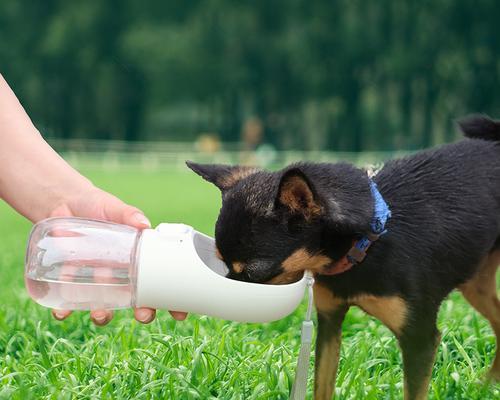 宠物幼犬为何特别爱喝水（探究幼犬的饮水习惯及解决方法）