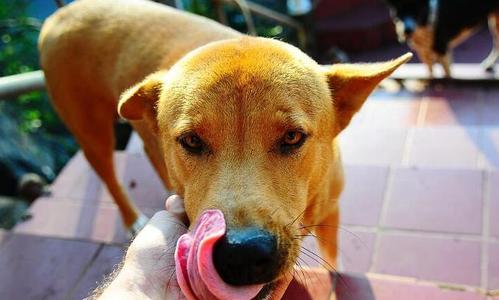 孕狗不能吃的食物大揭秘（保障宠物健康）