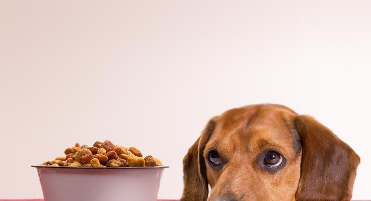 孕狗不能吃的食物大揭秘（保障宠物健康）