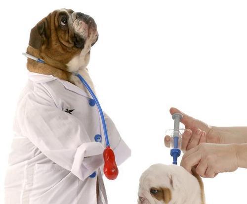 如何为宠物狗接种疫苗（介绍接种疫苗的重要性）
