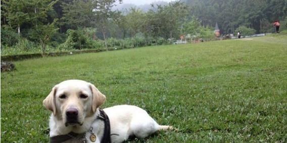 如何训练狗狗成为导盲犬（基于宠物训练的技巧和方法）