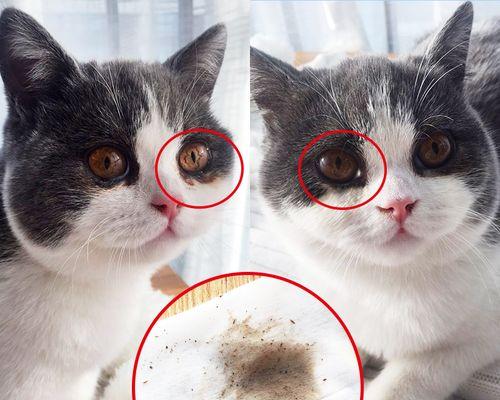 如何帮助宠物猫清除眼屎（小技巧让你的猫咪眼睛更明亮）