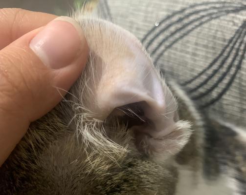 如何清洁宠物猫咪的耳朵（简单有效的耳朵清洁方法）