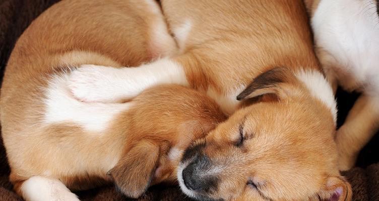 让宠物远离床铺，给你和它们一个舒适的睡眠环境（15个简单又有效的方法让狗狗不再上床睡觉）