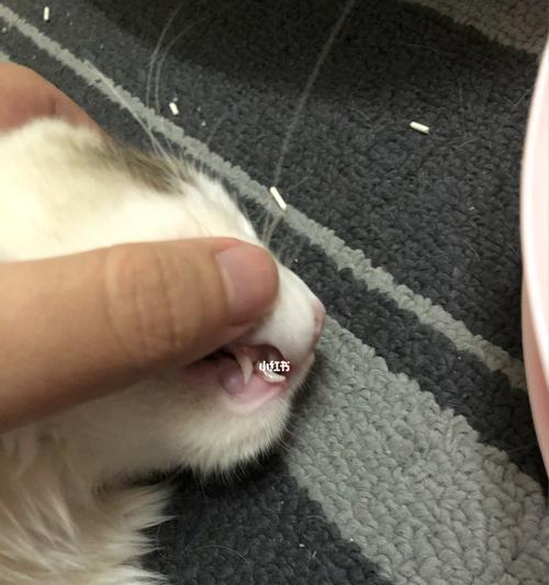 猫咪换牙，关注宠物口腔健康（如何判断猫咪换牙）