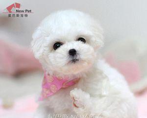 如何分辨纯种泰迪狗狗（从外貌）