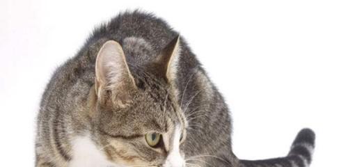 如何科学给宠物猫补充牛磺酸（宠物健康不可忽视的牛磺酸缺乏问题）